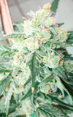AUTO CREAM COOKIES - Imagen 2