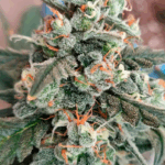 AUTO CREAM COOKIES
