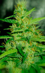 AUTO MAKKA 47 - Imagen 2