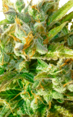 AUTO MAKKA 47 - Imagen 4