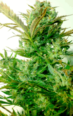 AUTO MAKKA 47 - Imagen 6