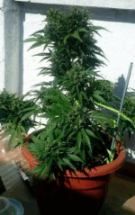 AUTO MAKKA 47 - Imagen 7