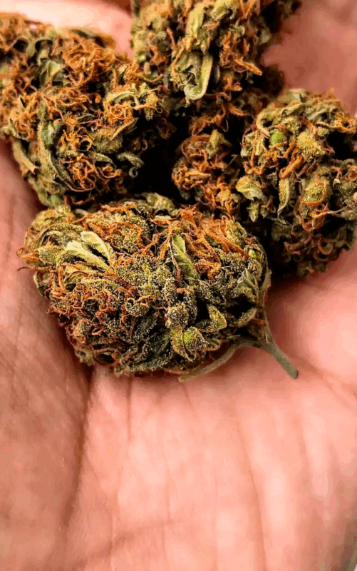 La Marihuana que No Coloca: Diferencia entre THC y CBD
