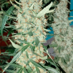 AUTO CBD HAZE