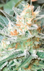CRITICAL GANJA - Imagen 2