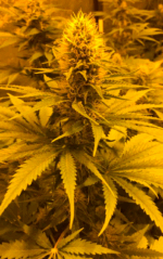 CRITICAL GANJA - Imagen 11