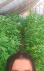 CRITICAL GANJA - Imagen 12