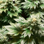 CRITICAL GANJA