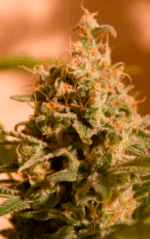 CRITICAL GANJA - Imagen 3