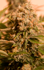 CRITICAL GANJA - Imagen 4