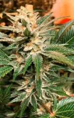 CRITICAL GANJA - Imagen 6