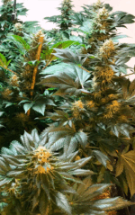 CRITICAL GANJA - Imagen 7