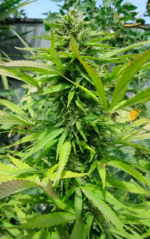 CRITICAL GANJA - Imagen 8