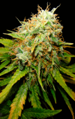 CRITICAL GANJA - Imagen 9