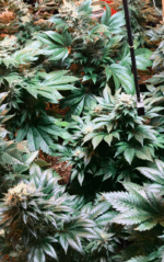 CRITICAL GANJA - Imagen 10