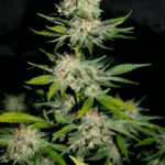 HOUCHIE KOUCHIE KUSH