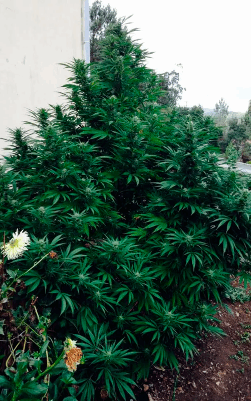 Houchie Kouchie Kush una de las 12 Kush rocosas 