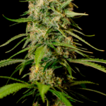 SOMANGO