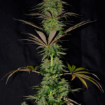 SUPER LEMON HAZE