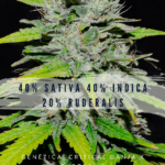 AUTO CRITICAL GANJA
