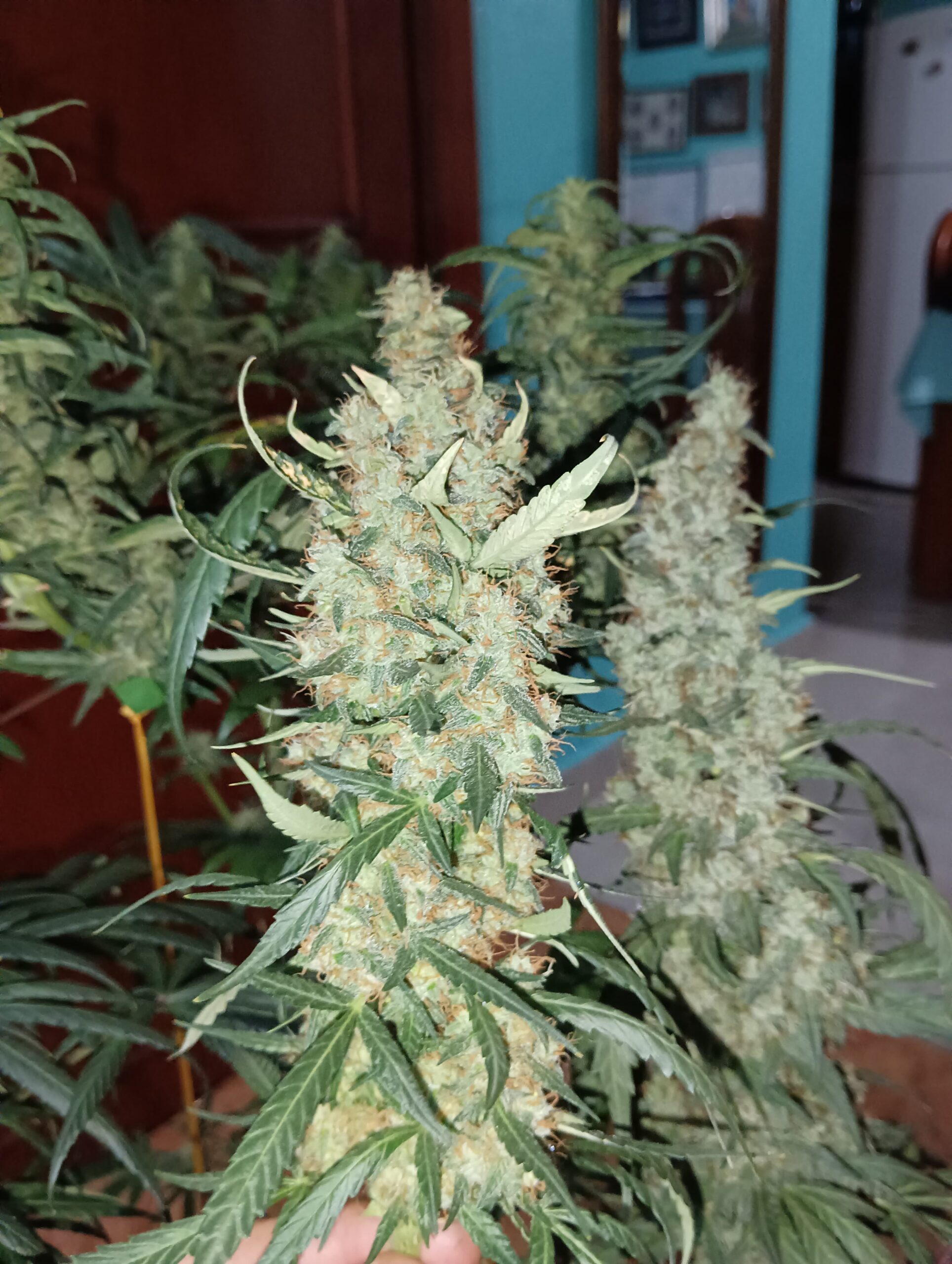AUTO CBD HAZE