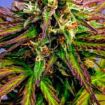 AUTO BLUEBERRY KUSH