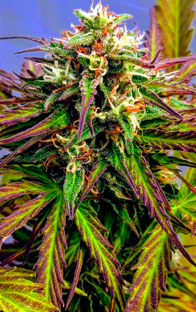 blueberry k AUTO BLUEBERRY KUSH - Imagen 1