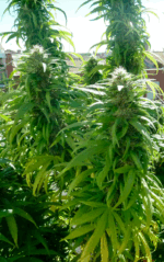 SUPER SKUNK - Imagen 2