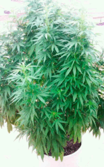 SUPER SKUNK - Imagen 11
