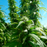 SUPER SKUNK