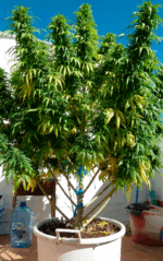 SUPER SKUNK - Imagen 3