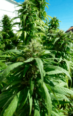 SUPER SKUNK - Imagen 4