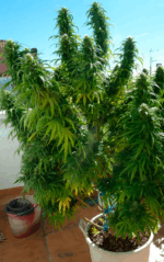 SUPER SKUNK - Imagen 5