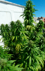 SUPER SKUNK - Imagen 8