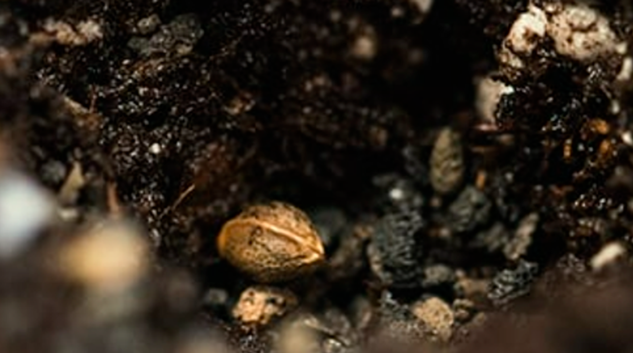 Plantando Semillas Directamente en la Tierra