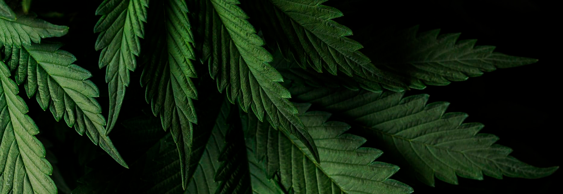 marihuana